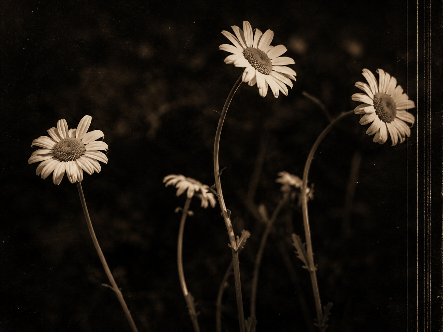 Wishes....